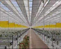 Piège collant solide et écologique pour insectes, imperméable, en plastique, tue-mouches, pour pucerons, plaque adhésive, attrape-mouches blancs, lutte naturelle contre les parasites