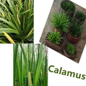 天然カラムスオイル天然カラムスオイルエッセンシャルオイルカラムスオイル中国製 - Product Image 3