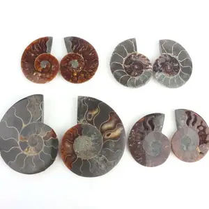 Hot selling natural polished conch fossil piece ammonite art collection home decoration