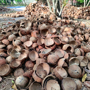 เปลือกมะพร้าวครึ่งซีกสีน้ำตาลธรรมชาติสำหรับงานฝีมือและการเกษตร - Product Image 3