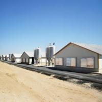 Structure portique en acier lourd préfabriquée pour poulailler, hangar d'élevage avicole avec services de soudage et de pliage pour poulets de chair/pondeuses
