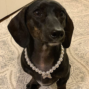 DoePet <span class=keywords><strong>Dog</strong></span> Cat Haustier halsband Großhandel Schmuck Pearl Pet Hunde halsband Cute Bow <span class=keywords><strong>Dog</strong></span> Katzen halsband für Teddy Pudel Bulldog Yorkshire - Product Image 6