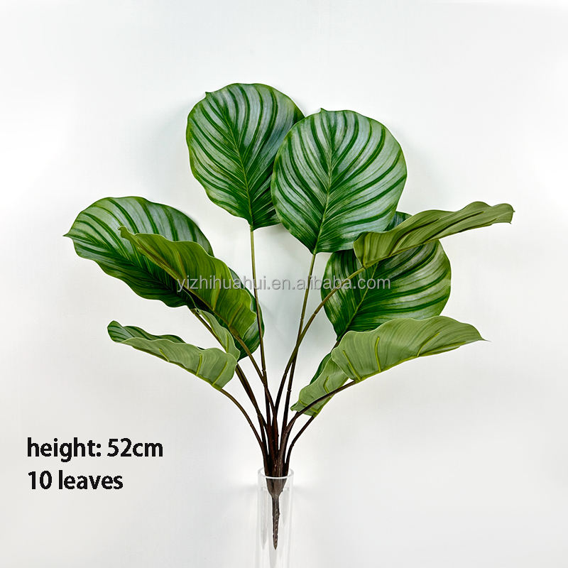 10 têtes feuille de pomme