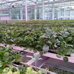 Vendita diretta della fabbrica di serre vittoriane di alta qualità, grandi serre commerciali serre di vetro - Product Image 5