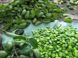 مسحوق استخراج بذور علف السنفلونيا الأعلى مبيعًا 98% 5-هايدروكسي تريبتوفان 5 HTP - Product Image 4