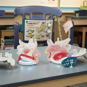 Equipo educativo Anatomía Cavidad nasal Modelo de órgano - Product Image 6