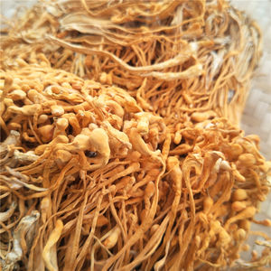 Cogumelo <span class=keywords><strong>Cordyceps</strong></span> <span class=keywords><strong>Militaris</strong></span> Orgânico Seco de Alta Qualidade Yong Chong Cao para Sopas Instantâneas - Product Image 6