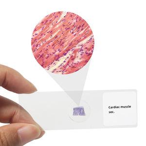 <span class=keywords><strong>Sistema</strong></span> muscular Diapositivas preparadas 7 piezas Músculo esquelético L.S. Portaobjetos de microscopio de Histología Recursos médicos Espécimen de tejido - Product Image 6