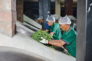 KAIYANGE ORGÁNICO Bai Hao Yin Zhen Té Blanco Imperial Aguja plateada de alta calidad Té chino de primavera hecho a mano Té saludable a granel - Product Image 6