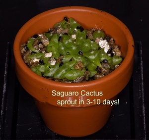 Kit de inicio de jardín de flores del desierto moderno 10 Cactus y flores silvestres maceta de interior colgante para su propio suelo de <span class=keywords><strong>oasis</strong></span> al aire libre usando - Product Image 3