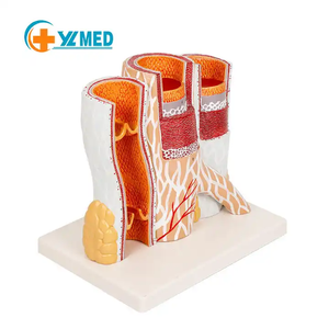 Model pembuluh darah pendidikan 14 kali pembesaran struktur arteri Model anatomi Model pembuluh darah anatomis - Product Image 1