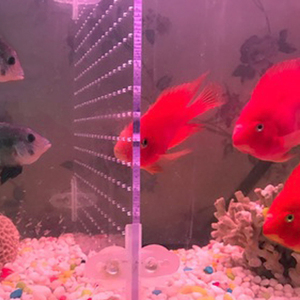 <span class=keywords><strong>Aquarium</strong></span> <span class=keywords><strong>Aquarium</strong></span> Acryl Divider <span class=keywords><strong>10</strong></span>/29/30/40/55/75/120 <span class=keywords><strong>Gallon</strong></span> Isolatie Board (zuignap Inbegrepen) - Product Image 5