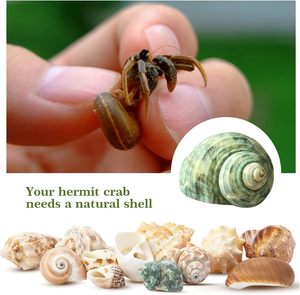 15 + vỏ cua ẩn sĩ Kích thước ốc xà cừ cỡ nhỏ đến trung bình 1/4-1 1/2 inch vỏ sò tăng trưởng tự nhiên - Product Image 5