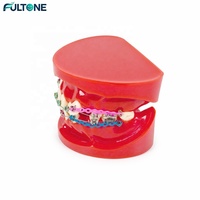 Modèles de dents anatomiques Fultone pour études orthodontiques et dentaires, conformes aux normes médicales