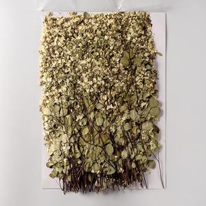 Tang Song Buds Avec Branches Vraie Fleur Fleur Séchée Matériel Paquet Ins Net Rouge Beauté Visage Décoration Fleur Pressée - Product Image 4