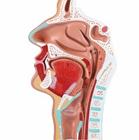 Vente chaude Science Médicale Équipement Médical Modèle D'anatomie Humaine Bouche Nez Gorge Côté Coupe Modèle