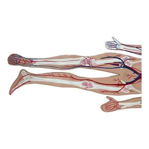 Ejercicio de enseñanza médica Modelo de enseñanza de la anatomía del esqueleto humano y el sistema de circulación sanguínea Recursos de enseñanza - Product Image 2