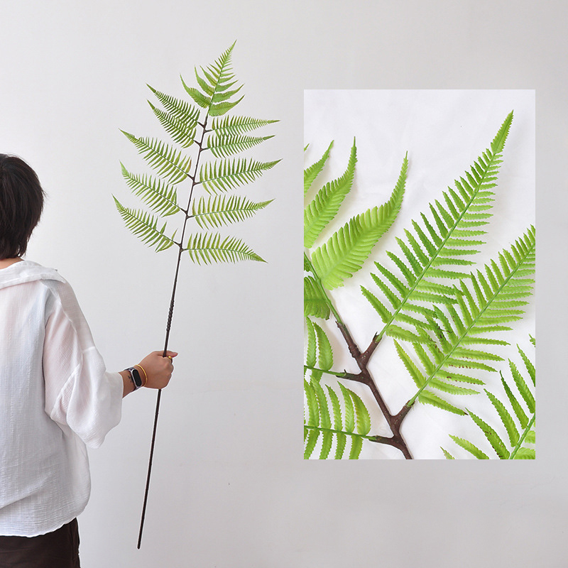 Small branching monkey head fern