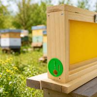 Boîte d'observation des abeilles en bois avec panneaux acryliques double face et aérations – Observatoire apicole pour cadres de ruche