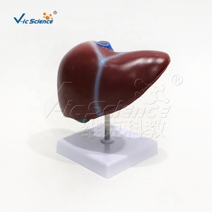 Modelo Anatómico de Hígado Ampliado en PVC con Codificación por Colores de la Vena Portal y Conductos Biliares para Enseñanza Médica, con Certificaciones CE, ISO, ROHS y CNAS - Product Image 3