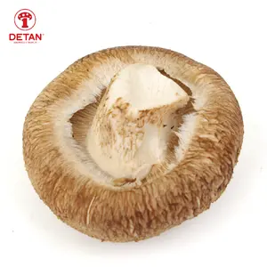 중국 수출 신선한 표고 버섯 reishi 표고 버섯