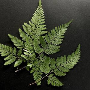 Types <span class=keywords><strong>de</strong></span> <span class=keywords><strong>fougère</strong></span> feuille sèche cadre d'art fleurs pressées pour noël nouvel an fête des pères fête des mères jour <span class=keywords><strong>de</strong></span> pâques - Product Image 4