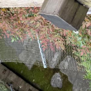 Draadgaas 304/316 roestvrij staal geweven groene plantenklimhulp. Gebogen type. Beschikbaar voor aankoop. - Product Image 1