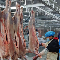 Système d'abattage de moutons entièrement intégré avec portionnement automatisé et technologie avancée de codage