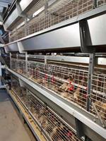 Cage à cailles de haute qualité de type H à alimentation automatique pour la production d'œufs et l'élevage de poules pondeuses