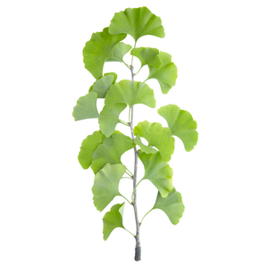 Bubuk ekstrak daun <span class=keywords><strong>Gingko</strong></span> <span class=keywords><strong>Biloba</strong></span> murni, bubuk ekstrak daun <span class=keywords><strong>Gingko</strong></span> - Product Image 2