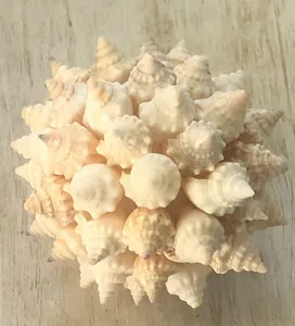 Natural Seashell Balls Ornamental Vase Filler Decor Coastal Art Beach House Lover Gift Beach Wedding