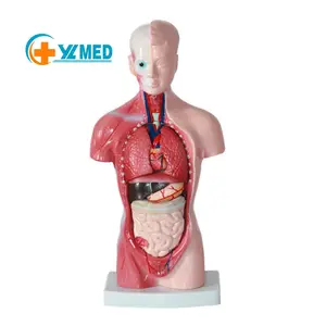 Mini Torso de 26CM de alta calidad y el mejor precio, Torso de 15 piezas para escuela médica y modelos de enseñanza