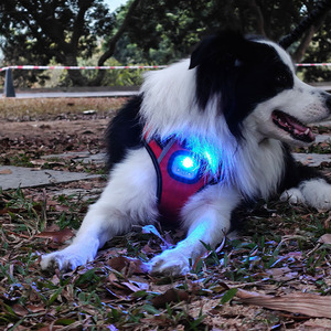 Pet GPS Harness With Led <b>Light</b> For Small Medium Large <b>Dogs</b> Rechargeable Safety Reflective Chest Strap - Product Image 4