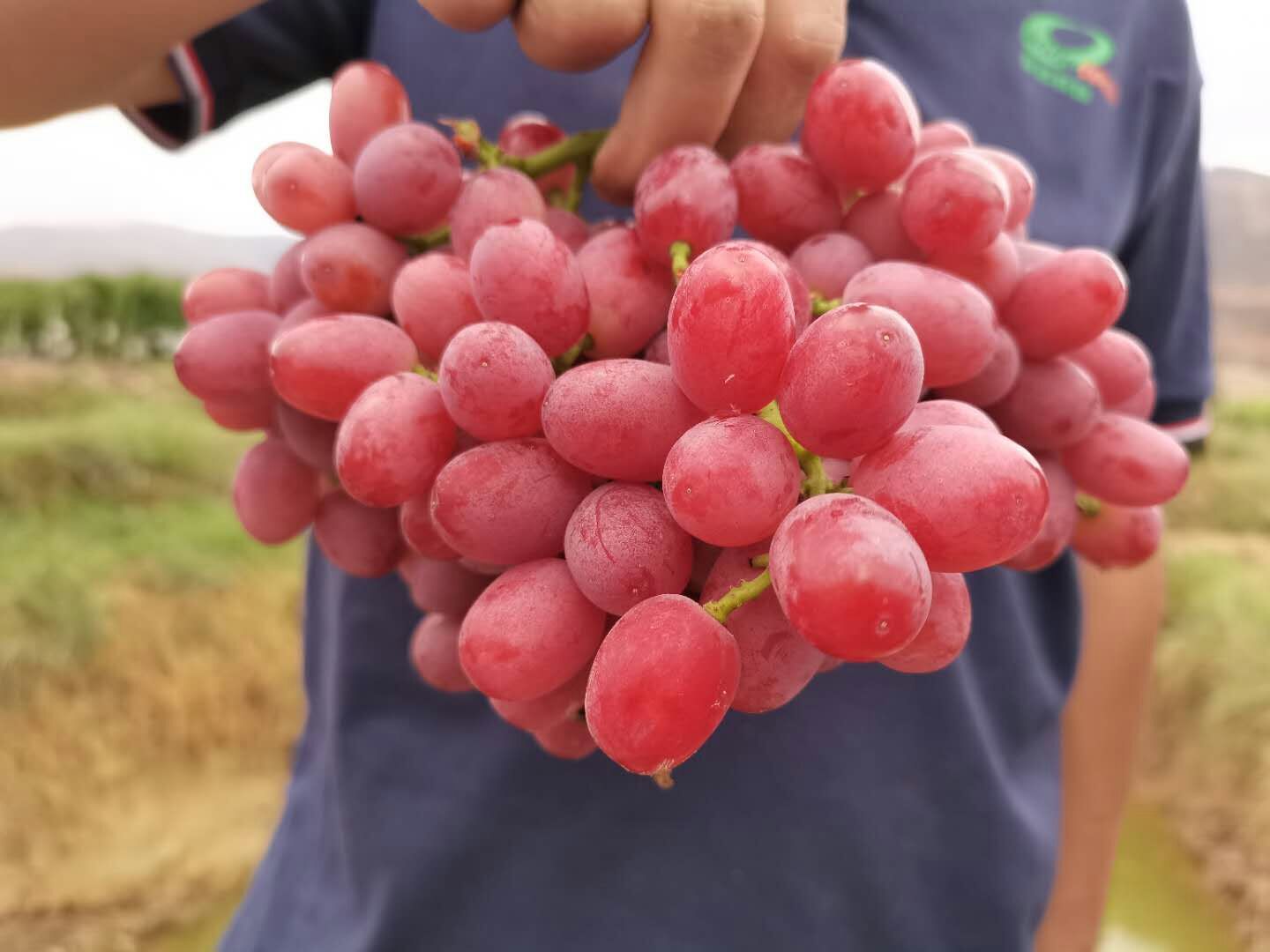 98% फेरस सल्फेट / फेरस सल्फेट / FeSO4 / FeSO4.7H2O / FeSO4.H2O कैस 7720-78-7 3