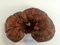 Tranches de champignons Reishi rouges séchées Ganoderma Lucidum entier Lingzhi noir Qualité alimentaire Ingrédient en vrac pour thé et soupes à base de plantes OEM