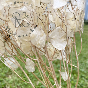 Boho décor autres fleurs décoratives et plantes fleurs séchées <span class=keywords><strong>Lunaria</strong></span> naturelles annuelle pour la décoration de la maison cadeau de saint-valentin - Product Image 6