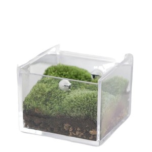 Moss Micro-Landscape Indoor Desktop Potted Plants Fresh <b>Small</b> Green Plant Ornaments Office Gifts Mini Moss Eco-Bottle - Product Image 5