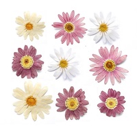 Matériel de bricolage en gros fleur séchée pressée Marguerite de Valois pour étui de téléphone Nail Art bijoux carte postale décoration