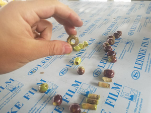 الصناعية زيت الزيتون Pitter تأليب إزالة آلة استخراج - Product Image 3