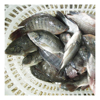 Exportateur de produits de la mer, expédition rapide, vente en gros, tilapia noir entier congelé de petite et grande taille, certifié HACCP, IQF
