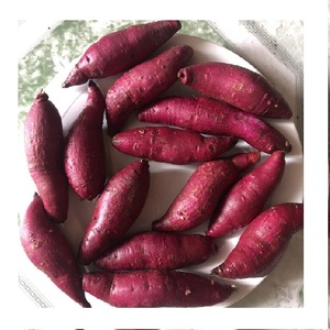 Rodajas de Caña de Batata Amarilla, Morada y Roja, Vegetales Congelados LQF, Personalizables para Freír o Cocinar al Vapor, Grado Superior de Vietnam - Product Image 1