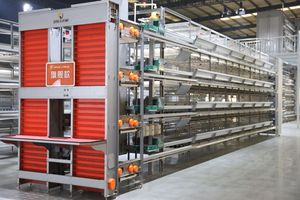 Système de cages à <span class=keywords><strong>poules</strong></span> pondeuses haut de gamme avec alimentation et abreuvement automatiques, collecte d'œufs et solutions de système d'évacuation automatique du fumier - Product Image 3