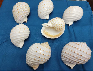 Hot-bán tonna tesselata chất lượng tốt nhất mẹ của ngọc trai cho trang trí nội thất và đồ trang sức khảm kỹ thuật giá tốt cho xuất khẩu - Product Image 2