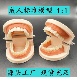 Modèle dentaire standard pour adultes, modèle dentaire, modèle d'entraînement et d'enseignement pour élèves de maternelle, modèle orthodontique - Product Image 5
