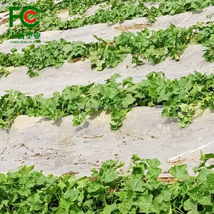 Paillis plastique <span class=keywords><strong>pour</strong></span> <span class=keywords><strong>tomates</strong></span> améliorant la fertilité du sol et la rétention d'eau <span class=keywords><strong>pour</strong></span> des pratiques agricoles durables dans les cultures fruitières - Product Image 5