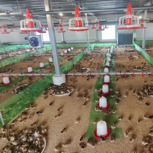Mangeoires et abreuvoirs pour poulets, équipement avicole, conception d'élevage de poulets, couveuse pour volailles, équipement d'élevage, abreuvoir à tétine - Product Image 4