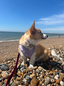 Clip avant en PVC de luxe personnalisé sans traction harnais de promenade pour <span class=keywords><strong>chien</strong></span> de compagnie réfléchissant facile à rembourré doux sans traction avec laisse - Product Image 6