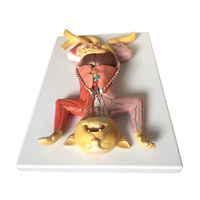 Modèle d'anatomie du chat pour les sciences médicales, anatomie du chat (organes thoraciques et abdominaux), professionnel, médical pour les vétérinaires
