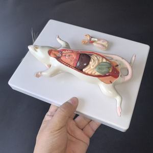 Nouveau modèle anatomique <span class=keywords><strong>de</strong></span> la structure interne <span class=keywords><strong>de</strong></span> la souris, spécimen d'élevage pour <span class=keywords><strong>l</strong></span>'enseignement <span class=keywords><strong>de</strong></span> la biologie et <span class=keywords><strong>l</strong></span>'anatomie animale - Product Image 6