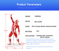 ADA-A1099 Modelo de Anatomía Muscular Humana de 50 cm, Visualización Clara y Realista para Enseñanza Médica y Entrenamiento en el Aula